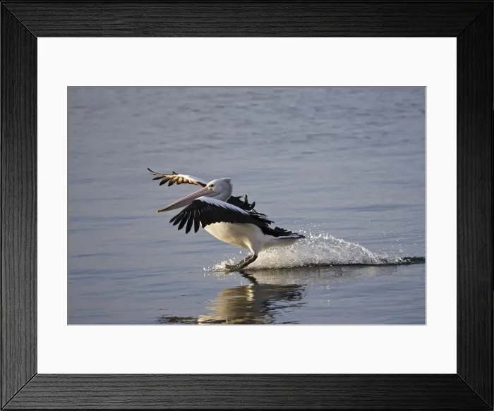 Framed Print : Australian Pelican landing on water, Pelecanus conspicillatus, Kangaroo Island, Australia Framed Print : Australian Pelican landing on water, Pelecanus conspicillatus, Kangaroo Island, Australia