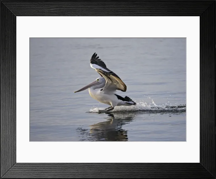 Framed Print : Australian Pelican landing on water, Pelecanus conspicillatus, Kangaroo Island, Australia Framed Print : Australian Pelican landing on water, Pelecanus conspicillatus, Kangaroo Island, Australia