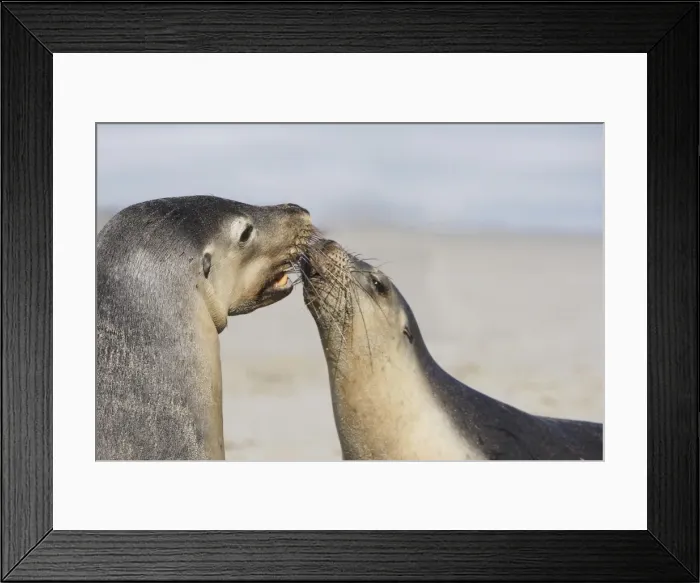 Framed Print : Australian sea lions Framed Print : Australian sea lions