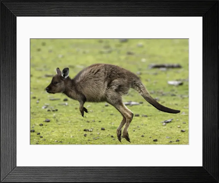 Framed Print : Eastern Grey Kangaroo, Marcropus cinereus, Kangaroo Island, Australia Framed Print : Eastern Grey Kangaroo, Marcropus cinereus, Kangaroo Island, Australia