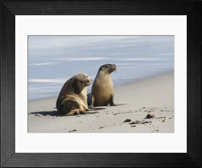 Framed Print : Australian sea lions Framed Print : Australian sea lions