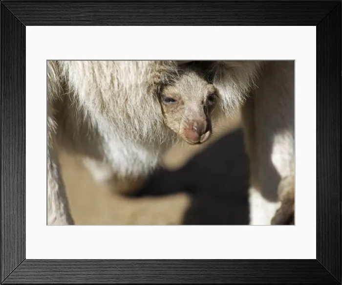 Framed Print : Joey Eastern Grey Kangaroo, Kangaroo Island, Australia Framed Print : Joey Eastern Grey Kangaroo, Kangaroo Island, Australia