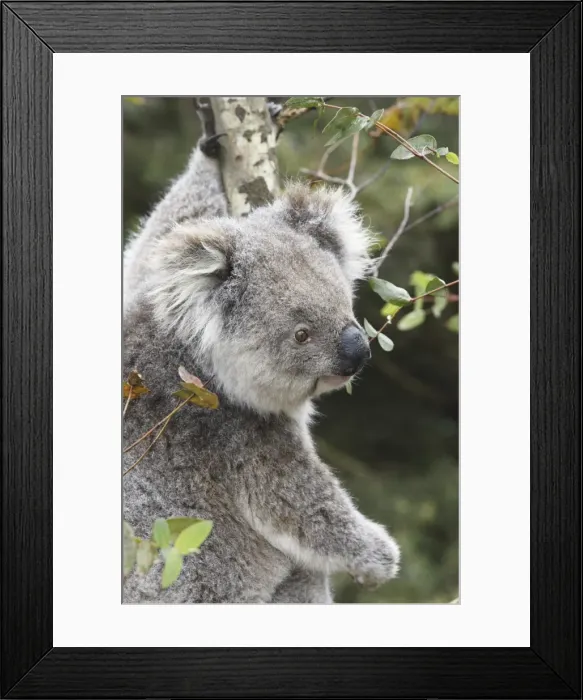 Framed Print : Koala in tree, Kangaroo Island, Phascolarctos cinereus, Australia