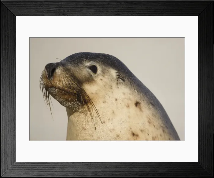 Framed Print : Australian sea lion Framed Print : Australian sea lion