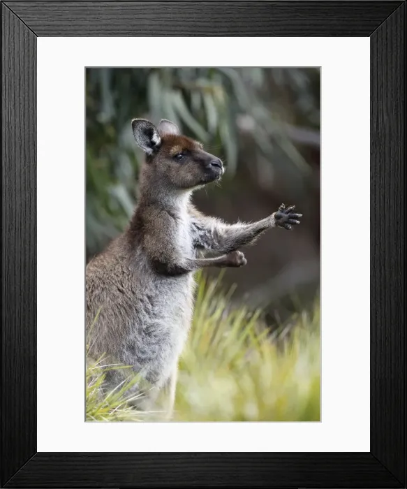 Framed Print : Eastern Grey Kangaroo, Marcropus cinereus, Australia