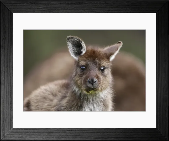 Framed Print : Eastern Grey Kangaroo, Marcropus cinereus, Kangaroo Island, Australia