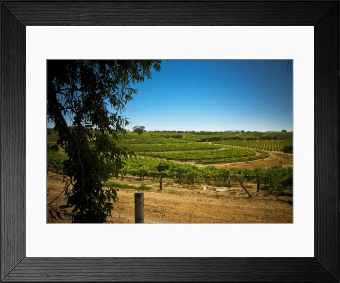 Framed Print : Vineyard at McLaren Vale, South Australia Framed Print : Vineyard at McLaren Vale, South Australia