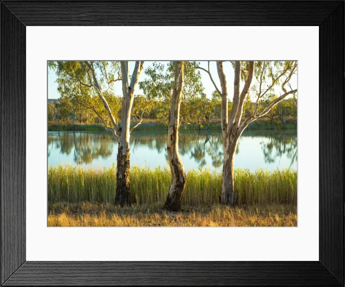 Framed Print : Three river gums Framed Print : Three river gums
