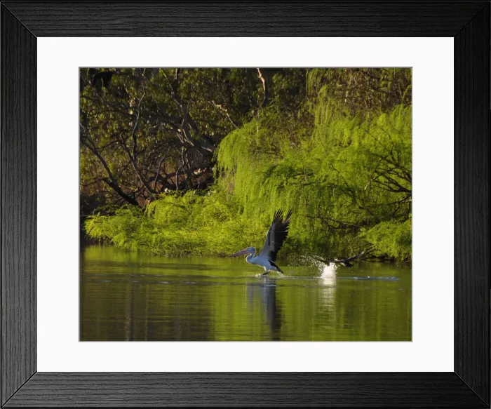 Framed Print : Pelican landing Framed Print : Pelican landing