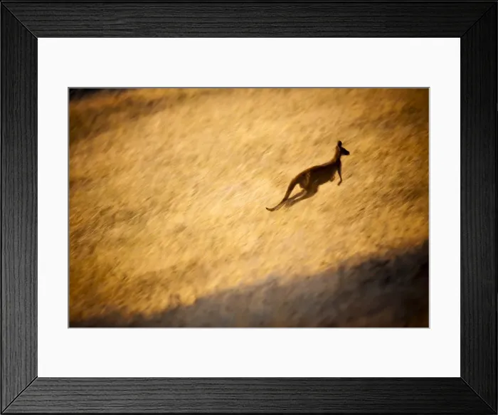 Framed Print : Kangaroo Hopping in Grass Framed Print : Kangaroo Hopping in Grass