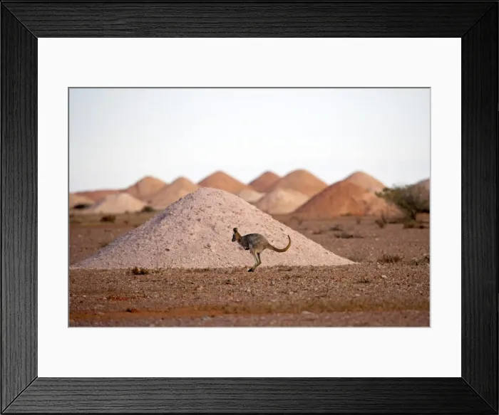 Framed Print : Kangaroo in opal mining area in Coober Pedy in the South Australian Outback Framed Print : Kangaroo in opal mining area in Coober Pedy in the South Australian Outback