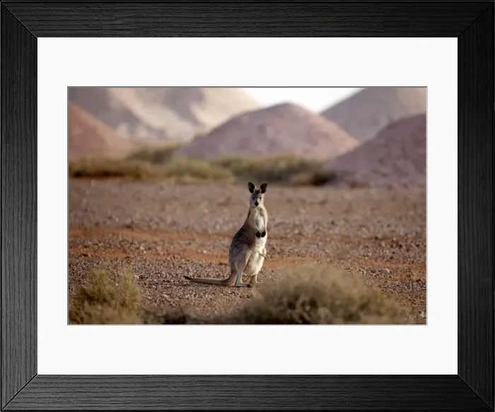Framed Print : Kangaroo in opal mining area in Coober Pedy in the South Australian Outback Framed Print : Kangaroo in opal mining area in Coober Pedy in the South Australian Outback