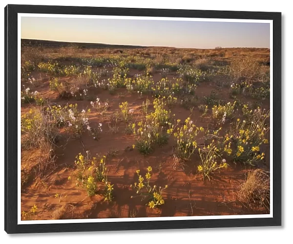 Wildflowers on a Red Sand Dune in the Simpson Desert, South Australia, Australia