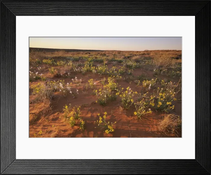Framed Print : Wildflowers on a Red Sand Dune in the Simpson Desert, South Australia, Australia Framed Print : Wildflowers on a Red Sand Dune in the Simpson Desert, South Australia, Australia