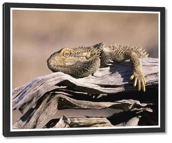 Bearded Dragon on a Branch, Simpson Desert, South Australia