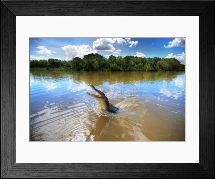Framed Print : Jumping crocodile in Adelaide River, Darwin