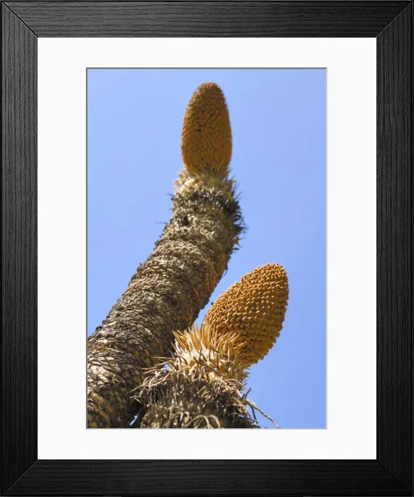 Framed Print : Cycad, male calyx, Territory Wildlife Park, Darwin, Northern Territory, Australia Framed Print : Cycad, male calyx, Territory Wildlife Park, Darwin, Northern Territory, Australia