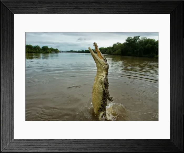 Framed Print : Jumping crocodile Framed Print : Jumping crocodile