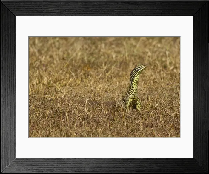 Framed Print : Goanna. Monitor Lizard, East Point Reserve, Darwin