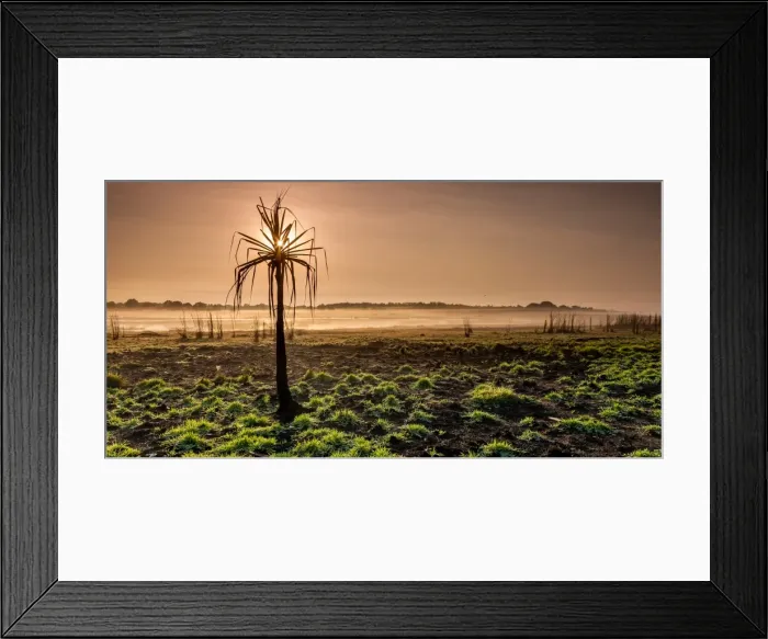 Framed Print : Pandanus on Misty Lagoon