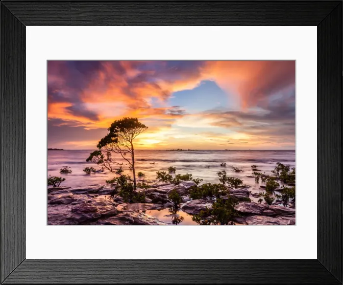 Framed Print : Lone Tall Mangrove Framed Print : Lone Tall Mangrove