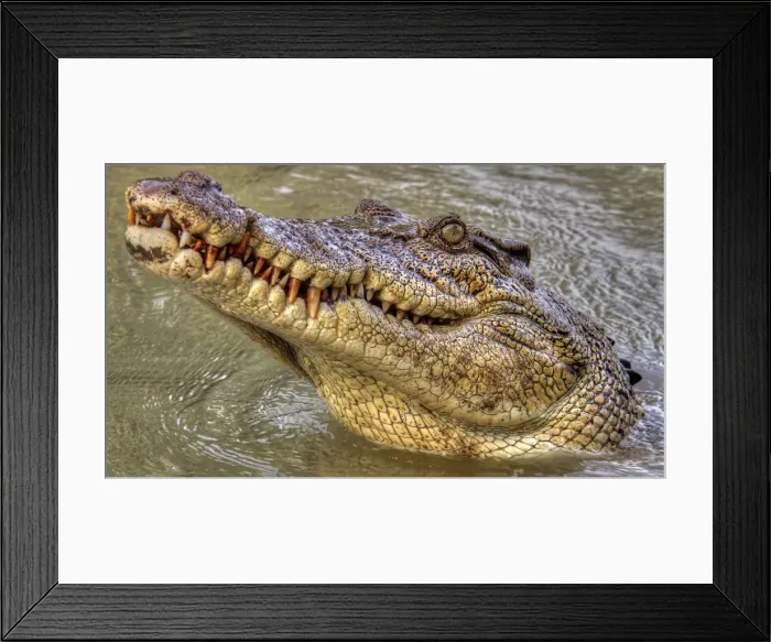 Framed Print : Im Watching You