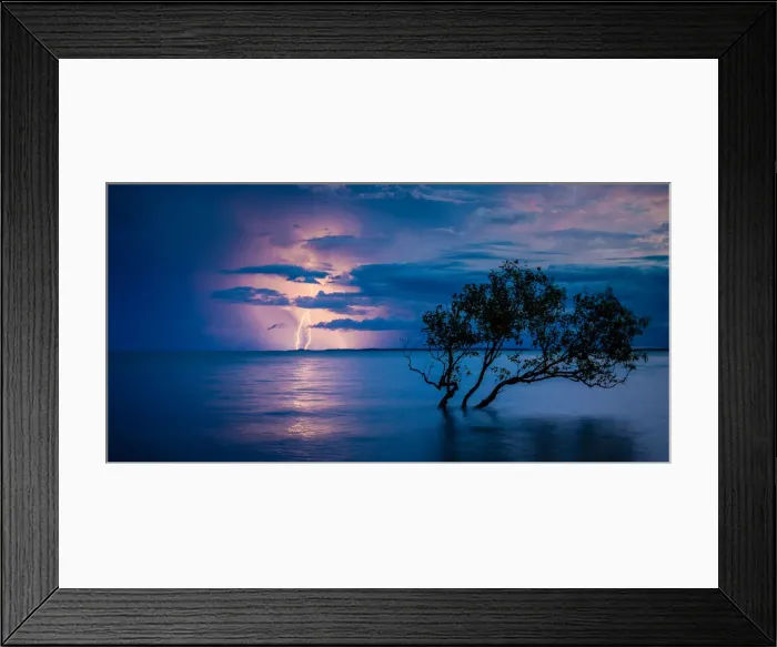 Framed Print : Mangrove Strike Framed Print : Mangrove Strike
