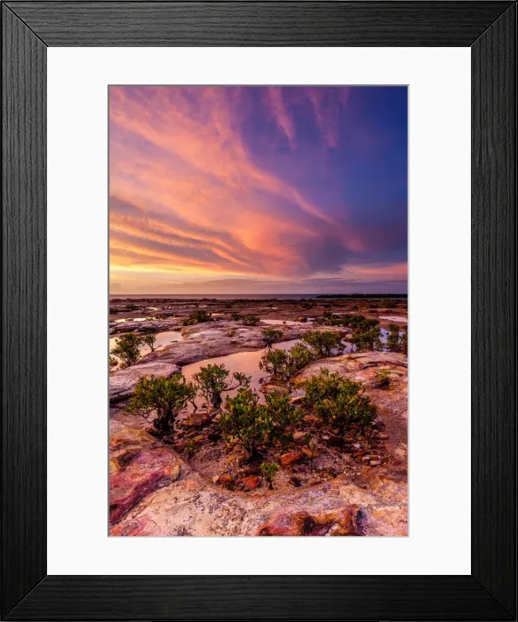 Framed Print : Bonsai Mangroves Framed Print : Bonsai Mangroves
