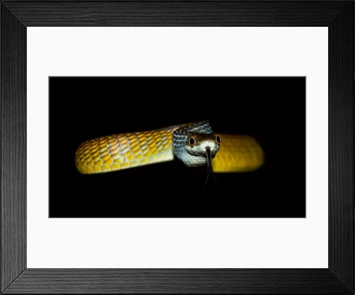 Framed Print : Common Tree Snake (Dendrelaphis punctulata)