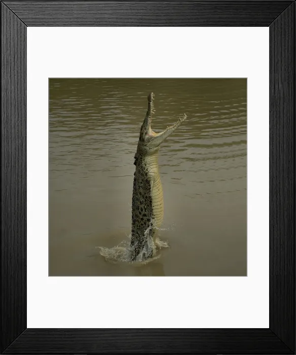 Framed Print : Jumping Crocodile Framed Print : Jumping Crocodile