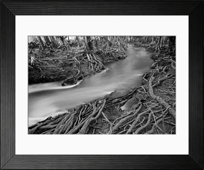 Framed Print : Roots in wet creek Framed Print : Roots in wet creek