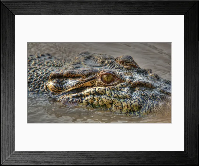 Framed Print : Crocodile Eye