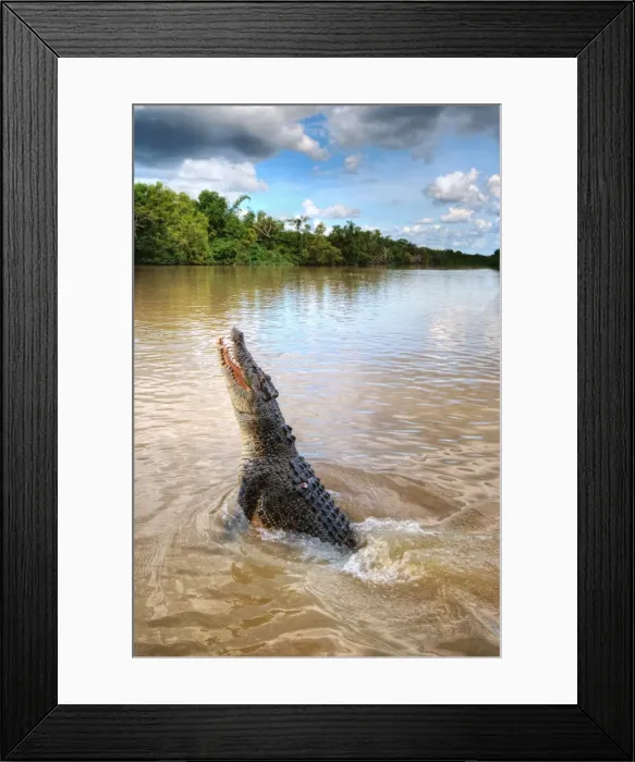 Framed Print : Jumping crocodile in Adelaide River, Darwin Framed Print : Jumping crocodile in Adelaide River, Darwin