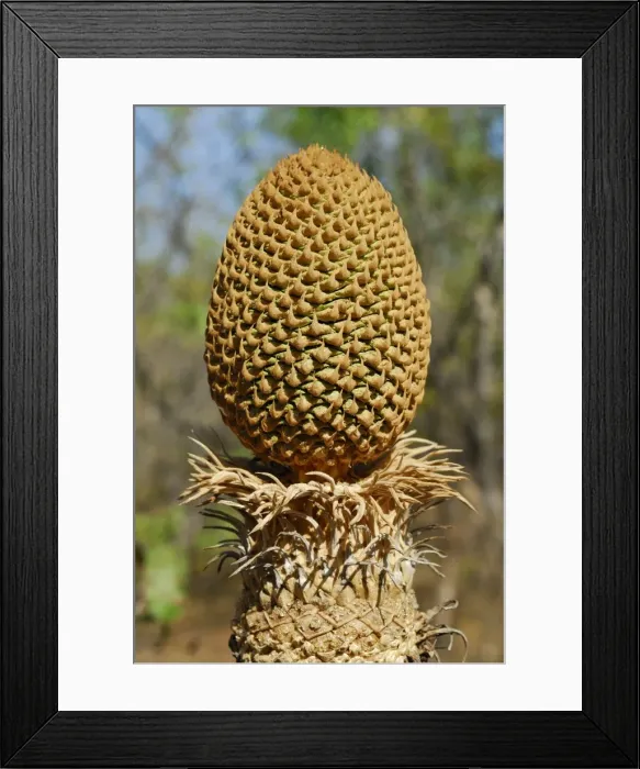 Framed Print : Cycad, male calyx, Territory Wildlife Park, Darwin, Northern Territory, Australia