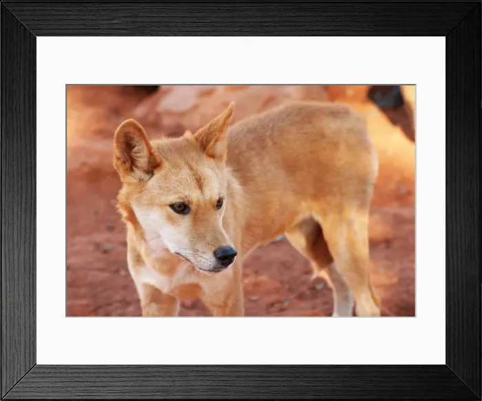 Framed Print : Dingo. A young dingo. Native Australian dog