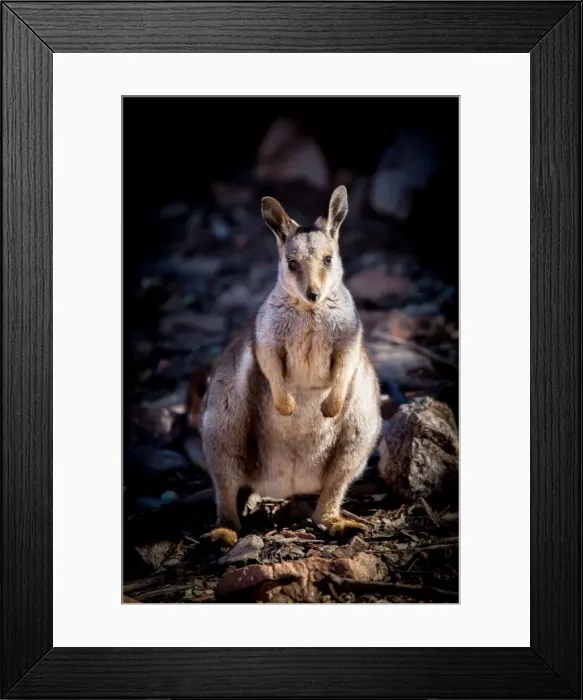 Framed Print : Black Footed Rock Wallaby