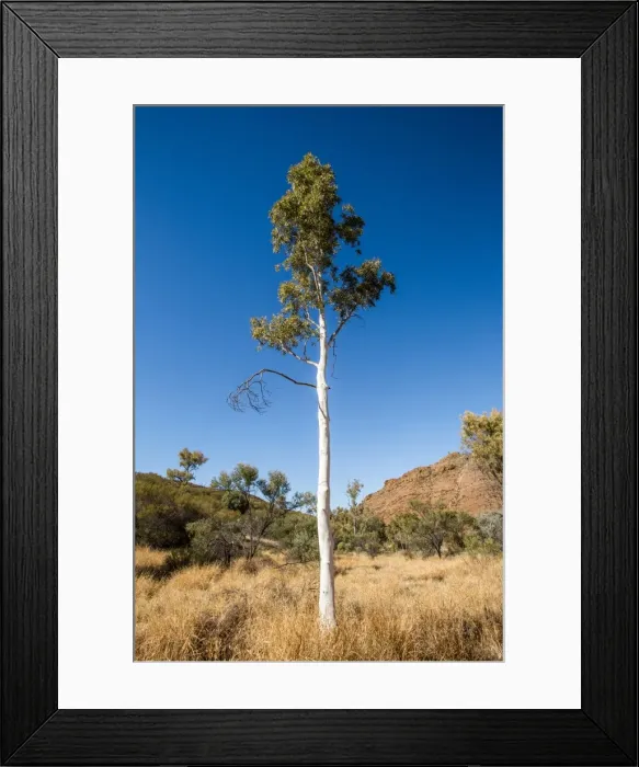 Framed Print : Ghost gum tree. Alice Springs. Australia