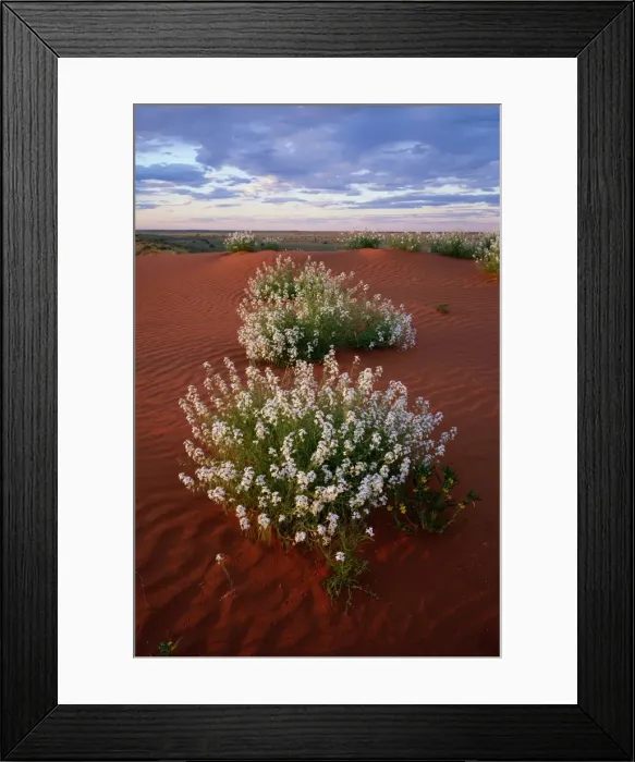 Framed Print : Australia, Northern Territory, Simpson Desert, wildflowers on dune