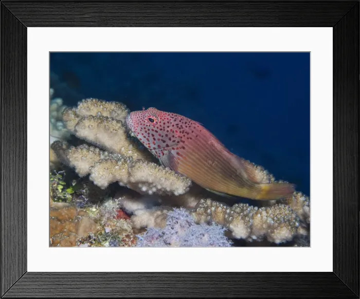 Framed Print : Hawkfish at Osprey Reef Framed Print : Hawkfish at Osprey Reef