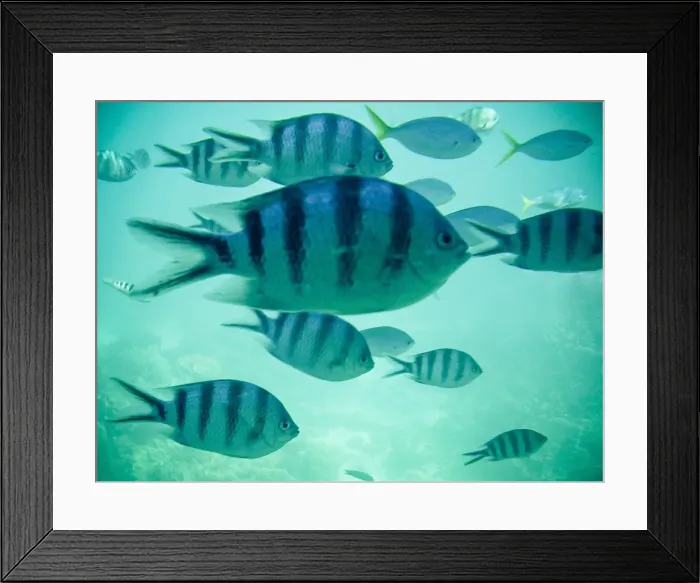Framed Print : Tropical Fish Framed Print : Tropical Fish