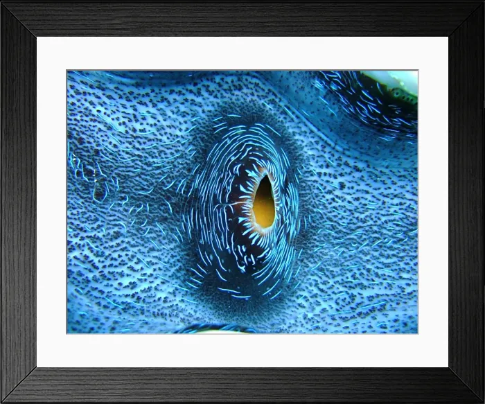 Framed Print : Heart of Giant Clam Framed Print : Heart of Giant Clam