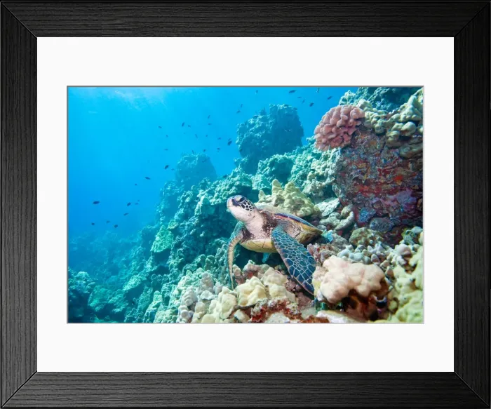 Framed Print : Turtle reef