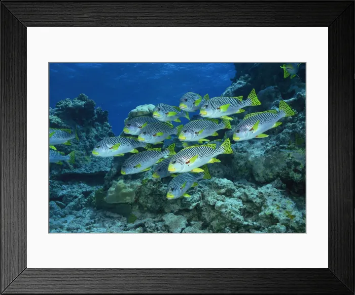 Framed Print : Goldmans sweetlips in the Great Barrier Reef, Australia Framed Print : Goldmans sweetlips in the Great Barrier Reef, Australia