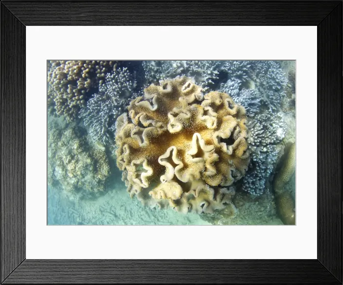 Framed Print : Underwater coral reef Framed Print : Underwater coral reef