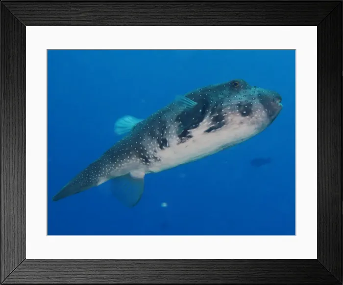Framed Print : Boxfish - Osprey Reef Framed Print : Boxfish - Osprey Reef