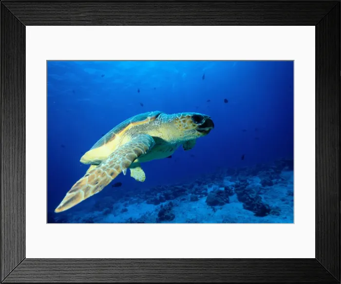 Framed Print : Sea turtle