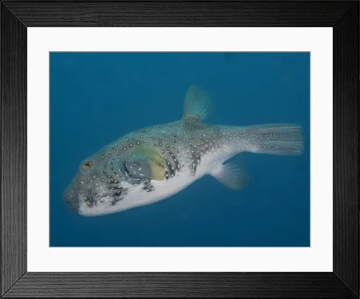 Framed Print : Blackspotted puffer Framed Print : Blackspotted puffer