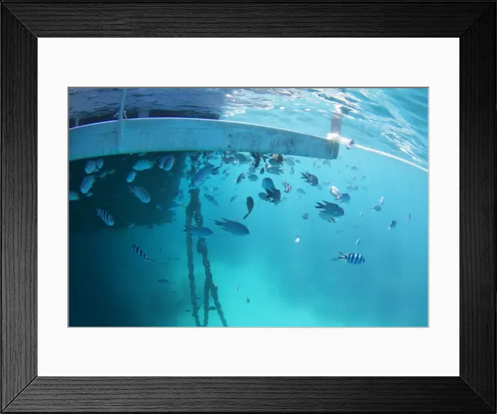 Framed Print : Tropical fish under pontoon Framed Print : Tropical fish under pontoon