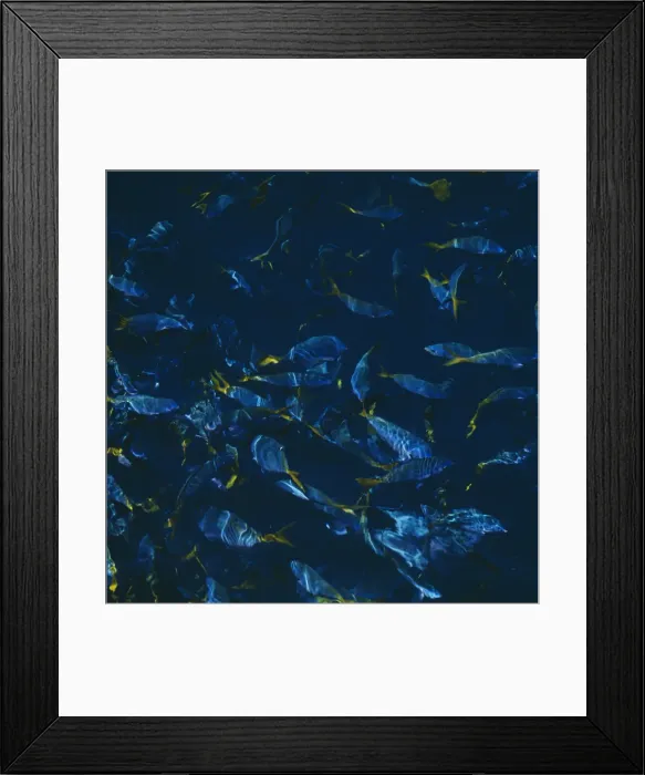 Framed Print : School of fish at the Great Barrier Reef