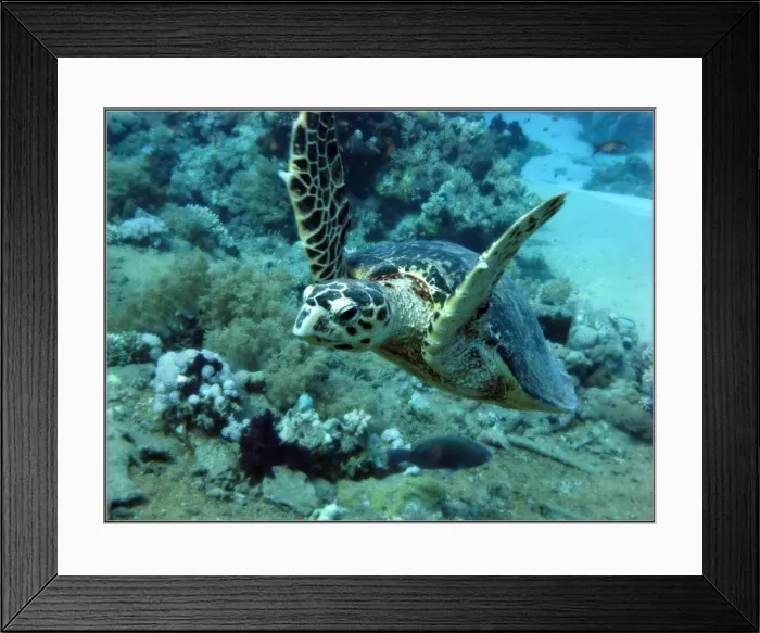 Framed Print : Turtle. Red sea turtle swimming in Shark Reef and Yolanda wreck, Ras Mohammed, Egypt Framed Print : Turtle. Red sea turtle swimming in Shark Reef and Yolanda wreck, Ras Mohammed, Egypt